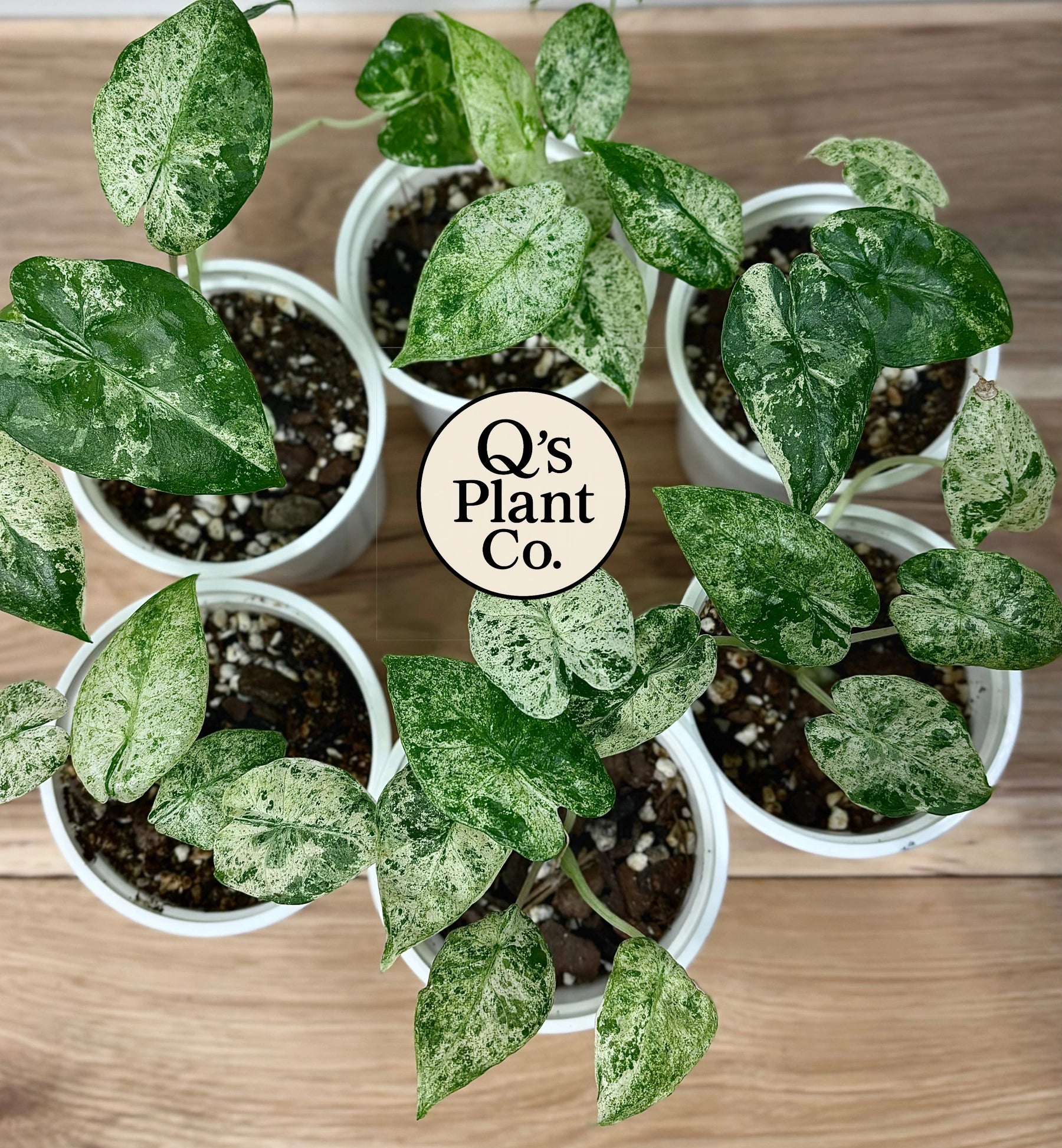 Alocasia Odora 'Batik' - Rare Variegated Tropical Houseplant for
