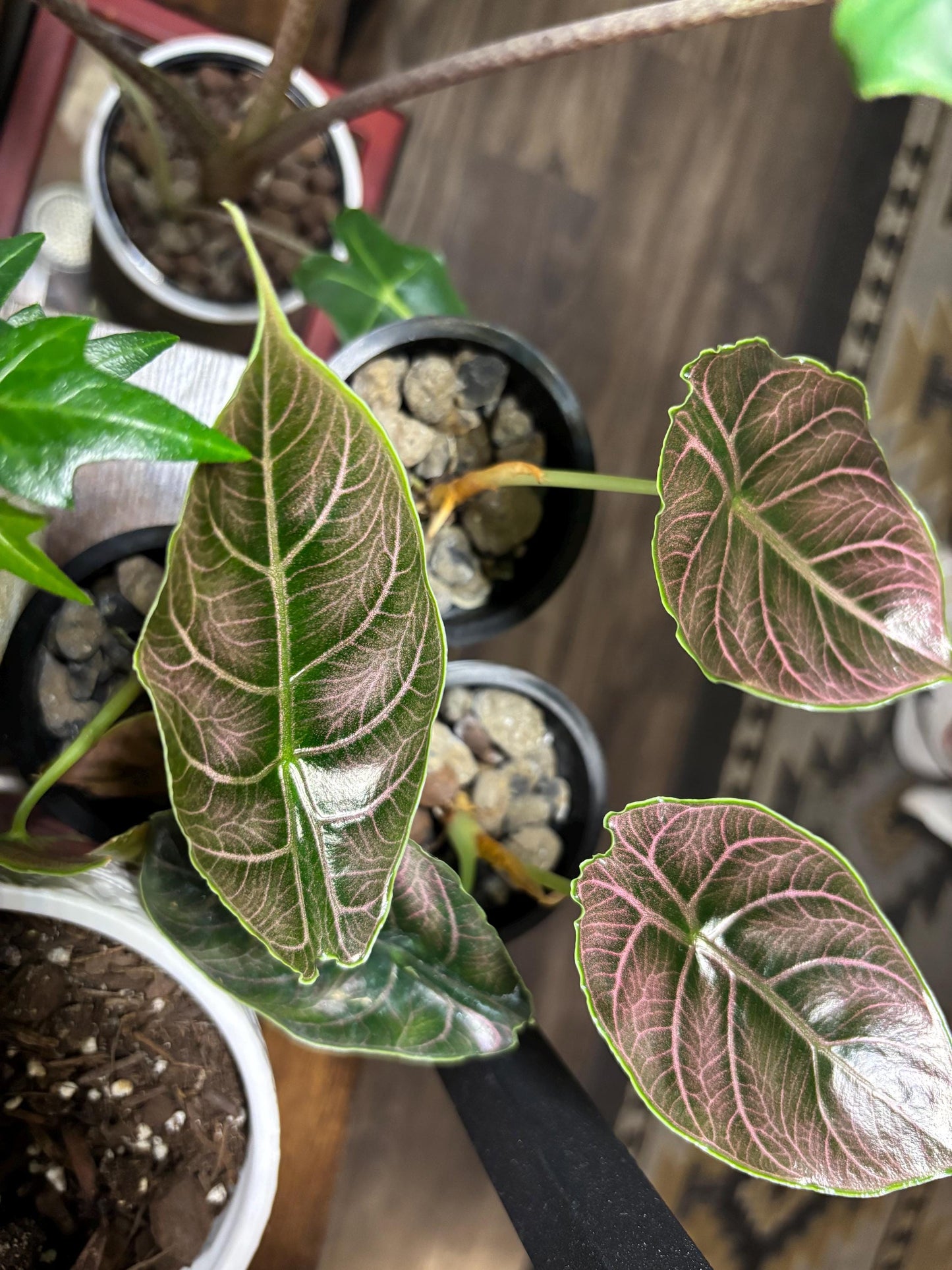 Alocasia Azlanii Starter – Limited Stock. Wild Color. Rooted + Growing!