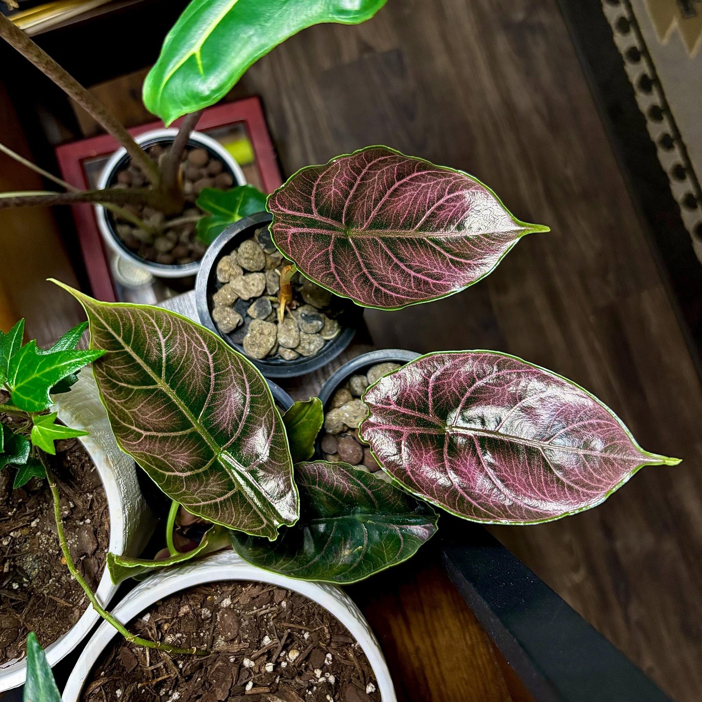 Alocasia Azlanii Starter – Limited Stock. Wild Color. Rooted + Growing!