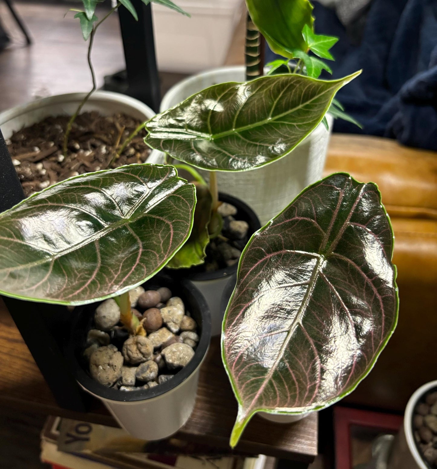 Alocasia Azlanii Starter – Limited Stock. Wild Color. Rooted + Growing!