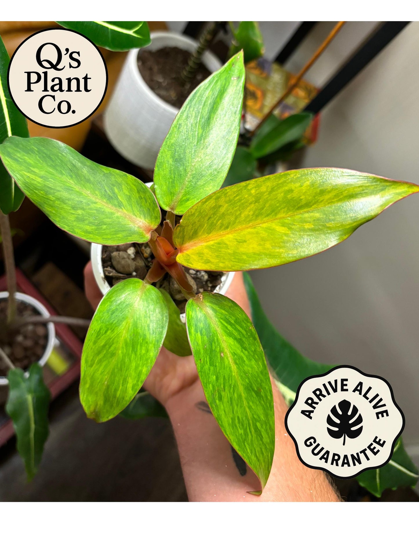 Sunset Inspired Philodendron Orange Marmalade - Rare Collector Plant