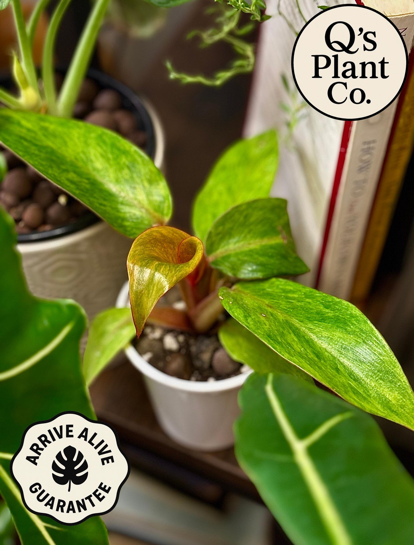 Sunset Inspired Philodendron Orange Marmalade - Rare Collector Plant