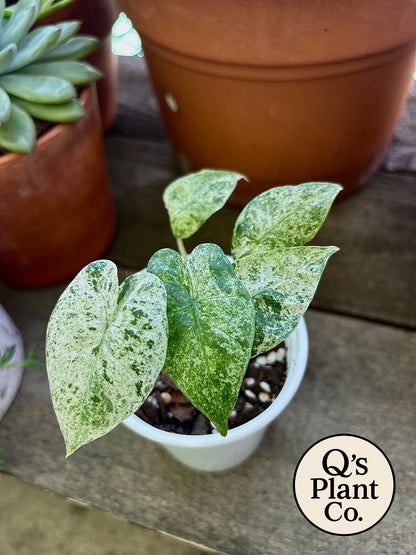 Alocasia Odora 'Batik'  - Rare Variegated Tropical Houseplant for Collectors