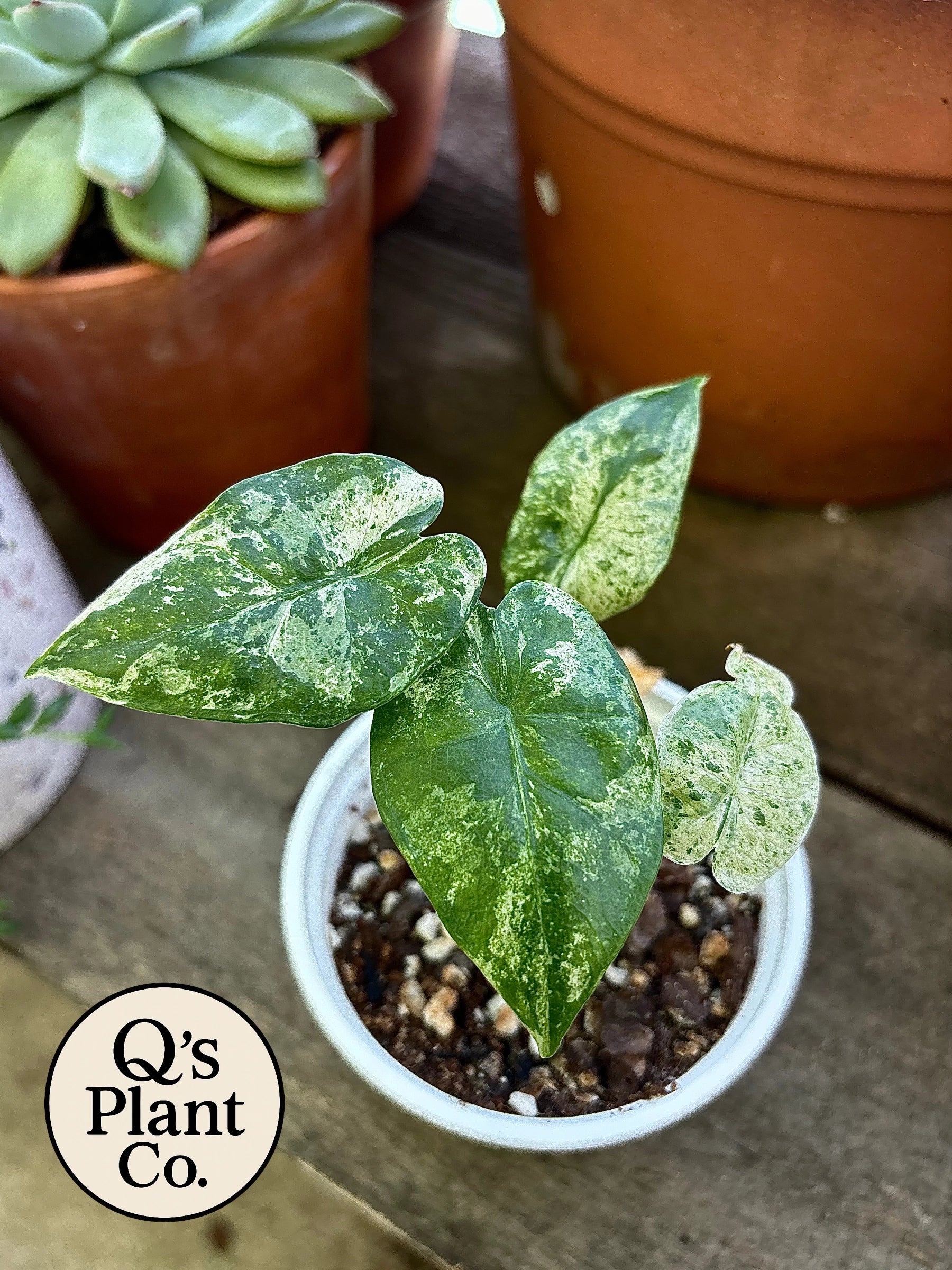 Q's Plant Co. Alocasia Odora Batik - Thumbnail 3