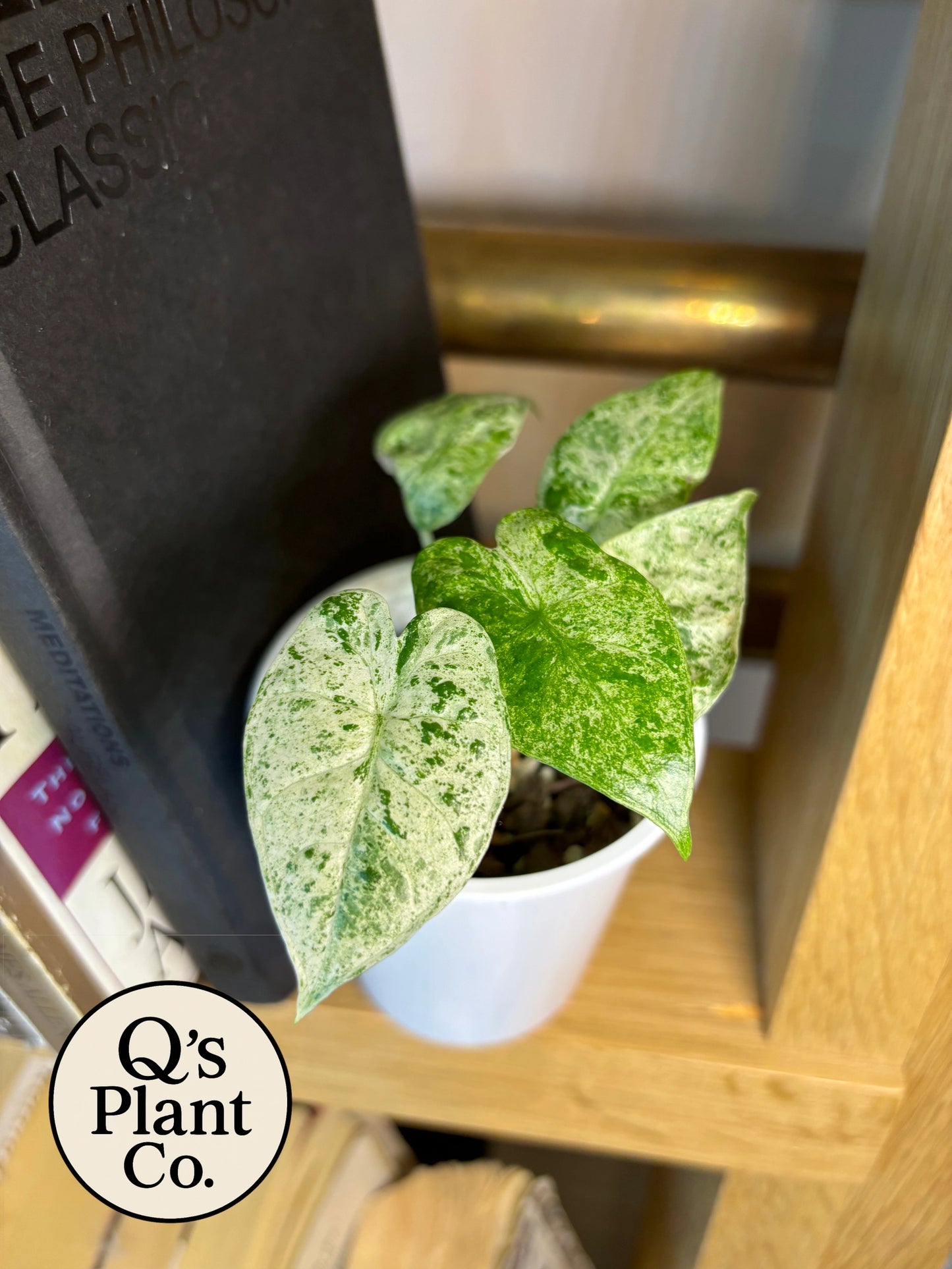 Alocasia Odora 'Batik'  - Rare Variegated Tropical Houseplant for Collectors