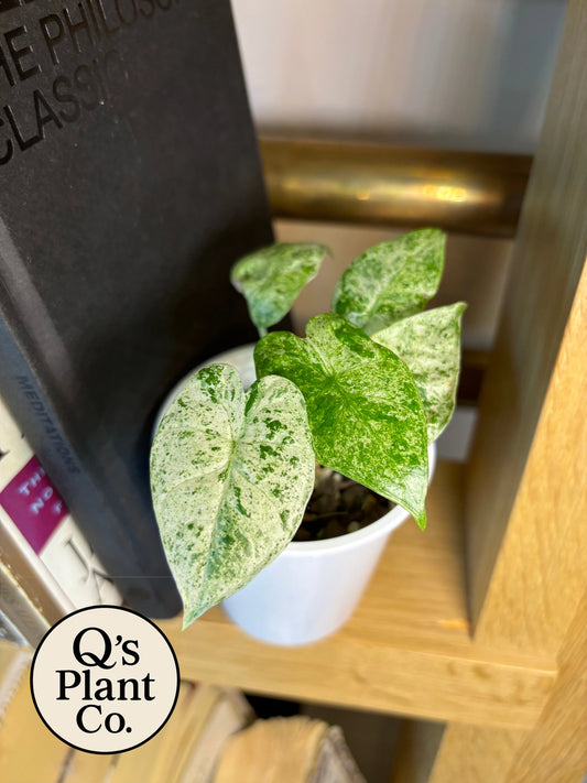 Alocasia Odora 'Batik'  - Rare Variegated Tropical Houseplant for Collectors