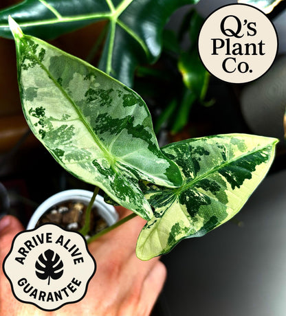 Rare Plant Collectors: Highly Variegated Alocasia Frydek - Boutique Grown