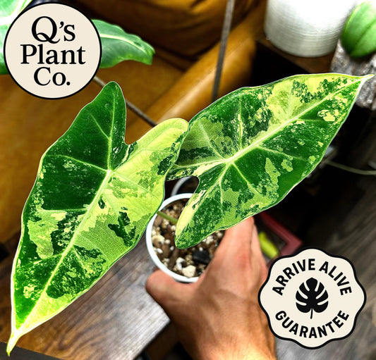 Rare Plant Collectors: Highly Variegated Alocasia Frydek - Boutique Grown
