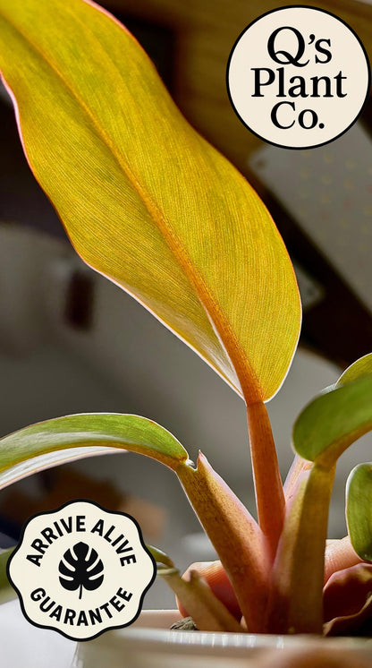 Sunset Inspired Philodendron Orange Marmalade - Rare Collector Plant