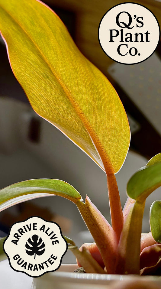 Sunset Inspired Philodendron Orange Marmalade - Rare Collector Plant