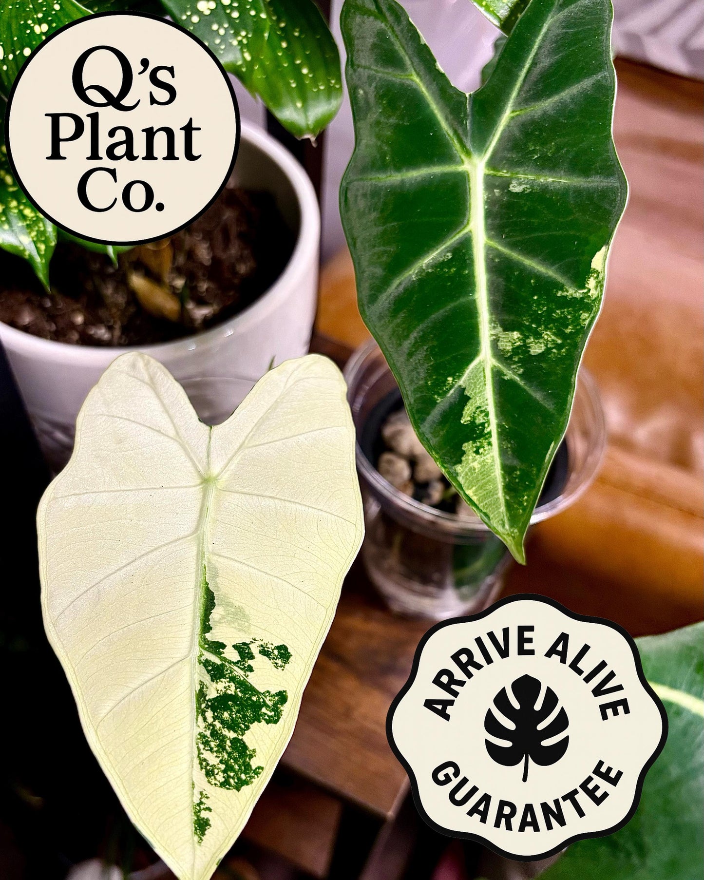Rare Plant Collectors: Highly Variegated Alocasia Frydek - Boutique Grown