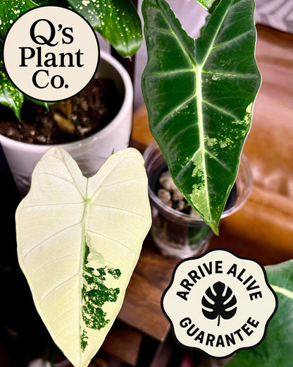 Rare Plant Collectors: Highly Variegated Alocasia Frydek - Boutique Grown