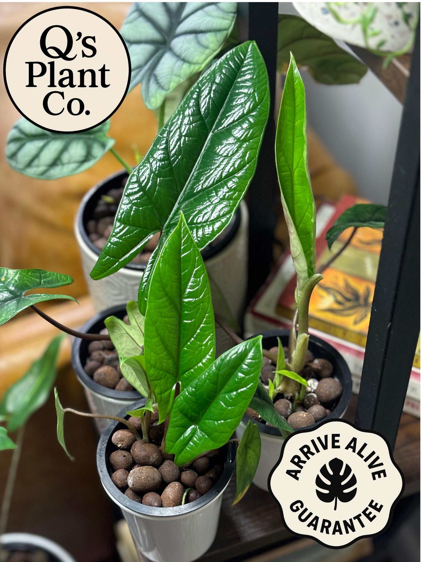 Rare Alocasia Scalprum | Unique Indoor Plant – Boutique Quality