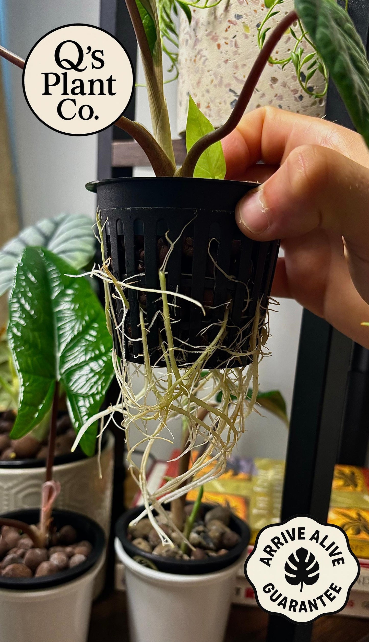 Rare Alocasia Scalprum | Unique Indoor Plant – Boutique Quality