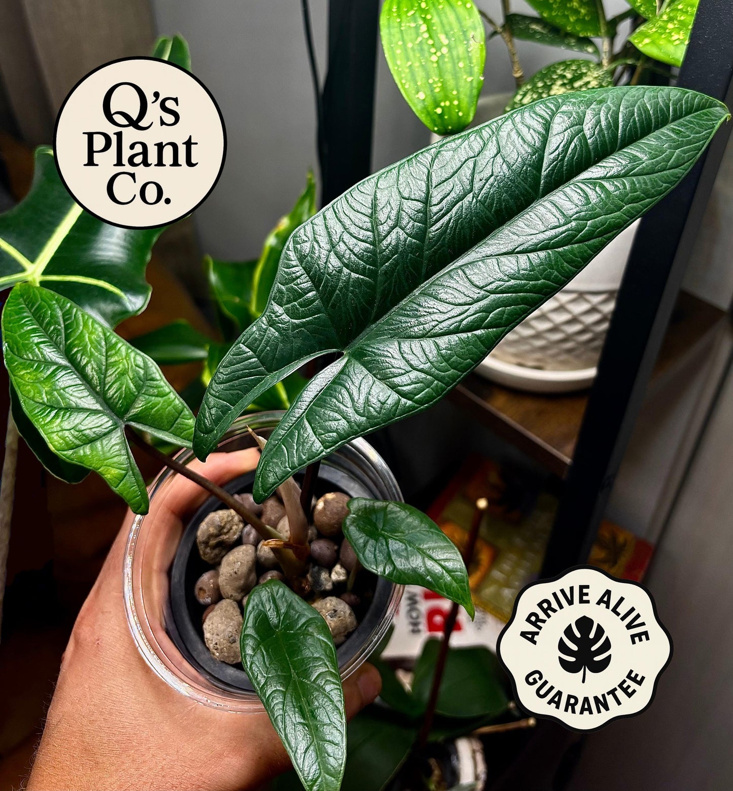 Rare Alocasia Scalprum | Unique Indoor Plant – Boutique Quality