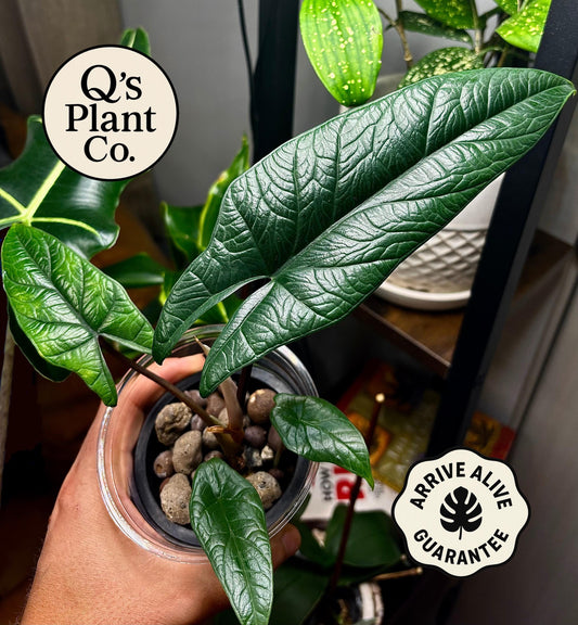 Rare Alocasia Scalprum | Unique Indoor Plant – Boutique Quality